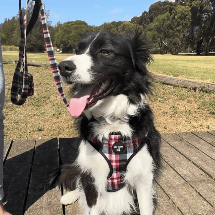 Harness and Lead Bundle