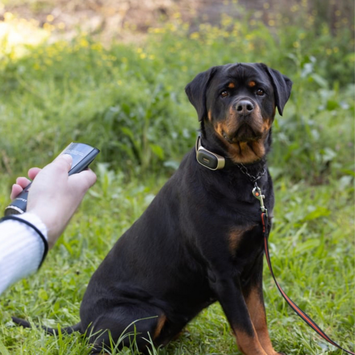 Dog Training Static Collar