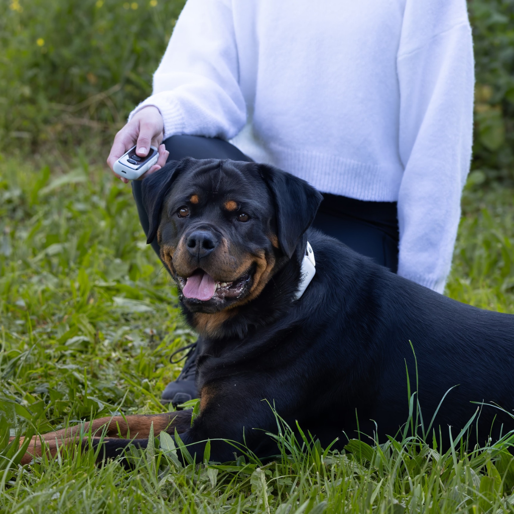 Anti Bark Dog Training Collar For 2 dogs