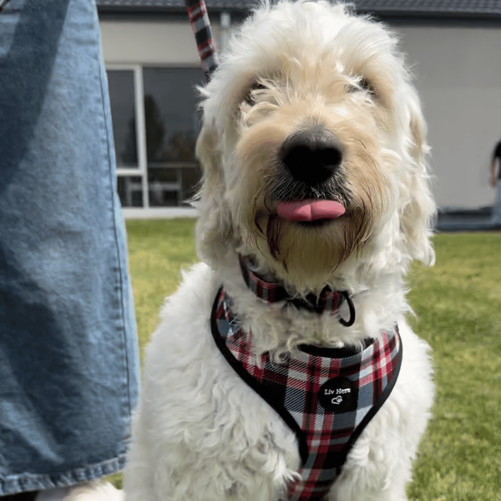 Harness and Lead Bundle