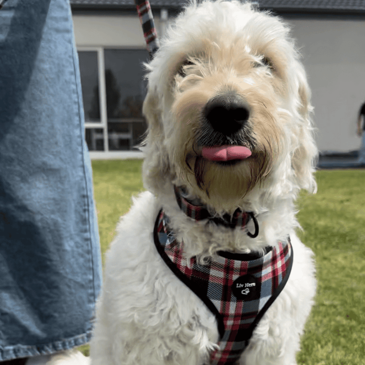 Harness and Lead Bundle