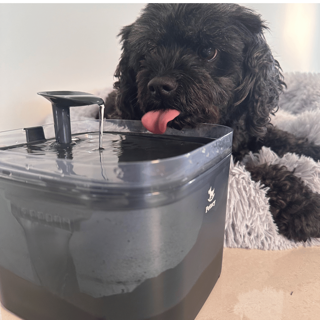 Water filtration to provide pets with fresh clean water