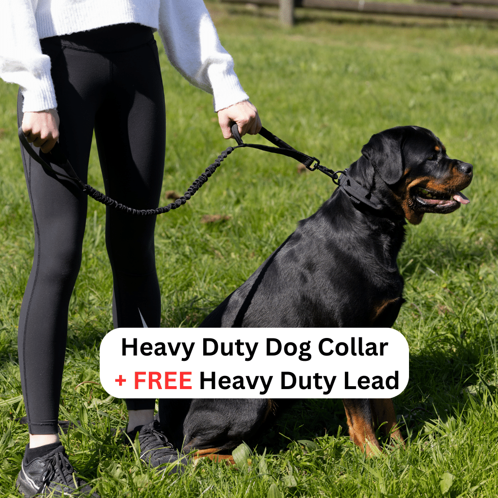 Heavy Duty Dog Collar + Free Heavy Duty Lead