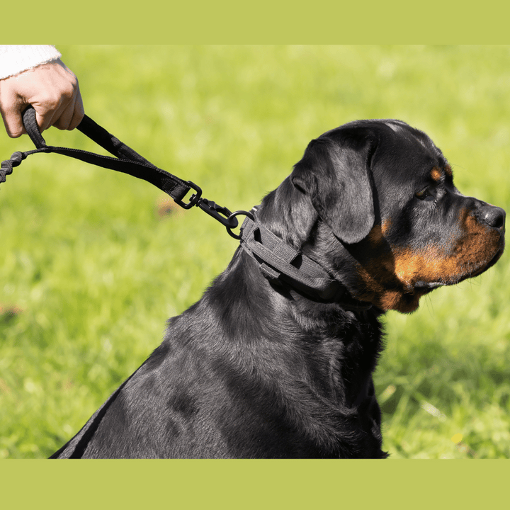 Heavy Duty Dog Collar + Free Heavy Duty Lead