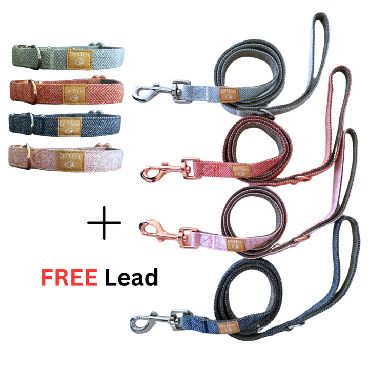 Dog Collar + FREE Dog Lead