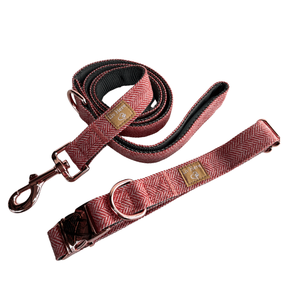 Dog Collar + FREE Dog Lead