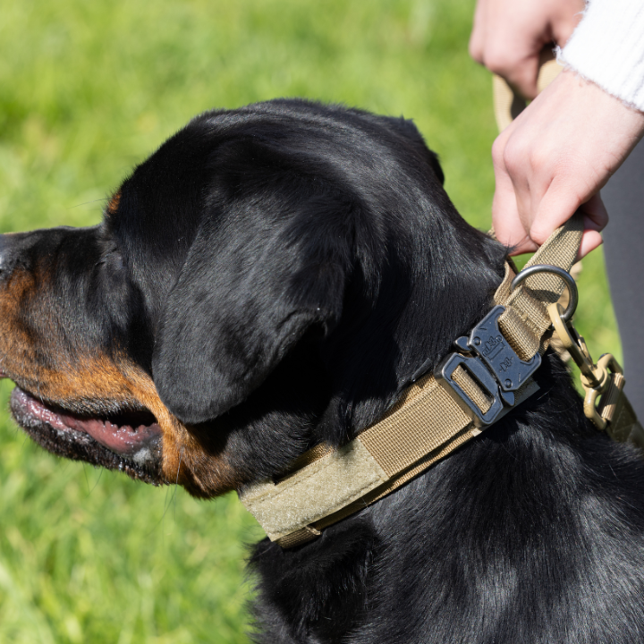 Heavy Duty Dog Collar + Free Heavy Duty Lead